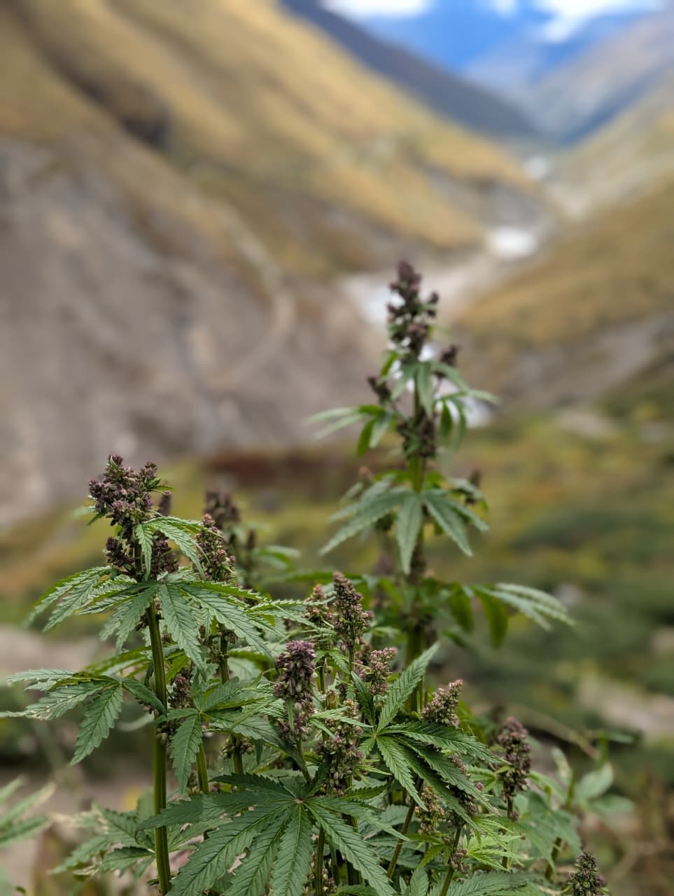Mardi Himal Trek